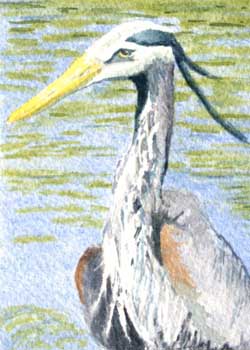 August - "Great Blue" by Anne Irish, Middleton WI - Watercolor - SOLD